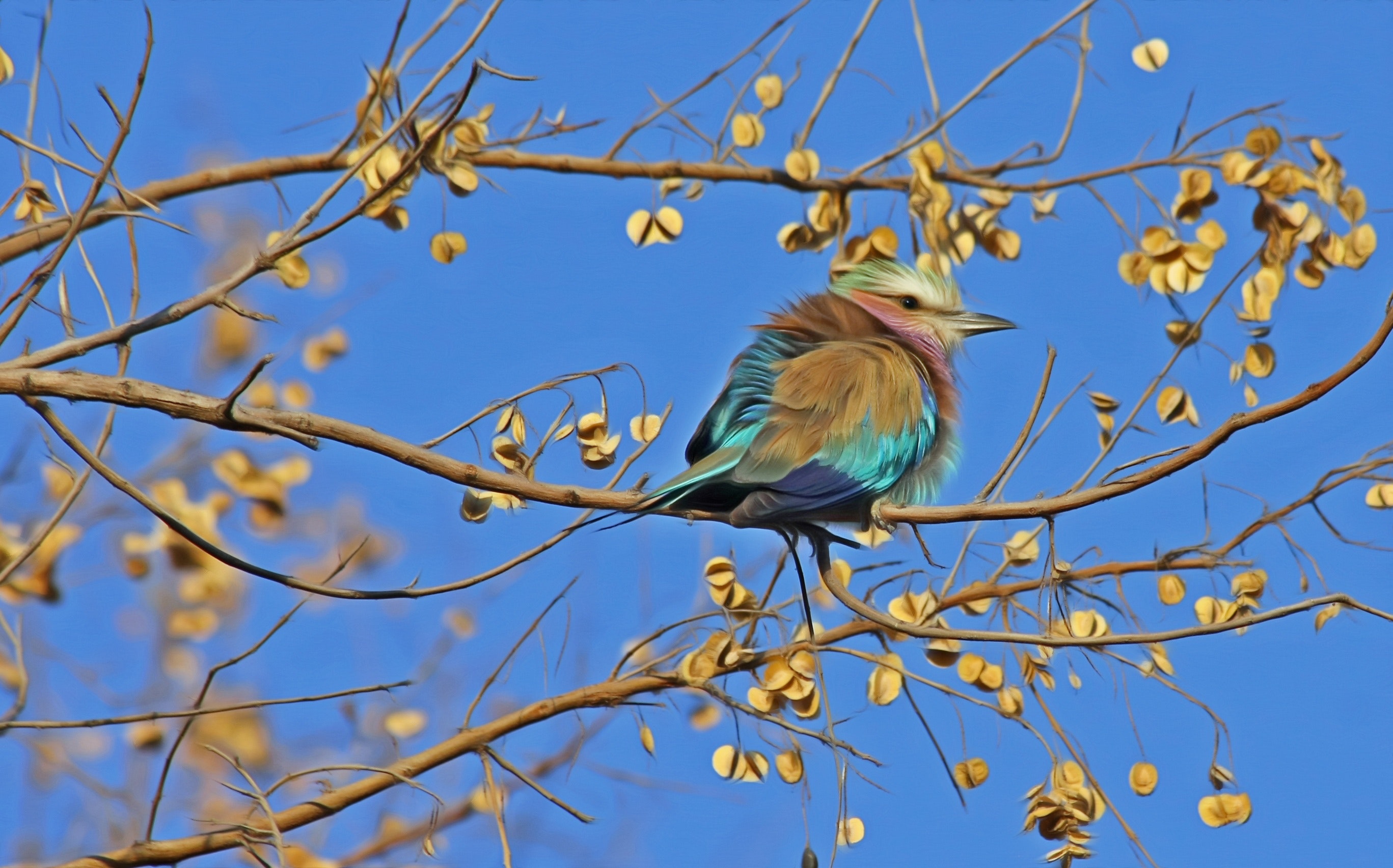 animal-autumn-avian-46528-1